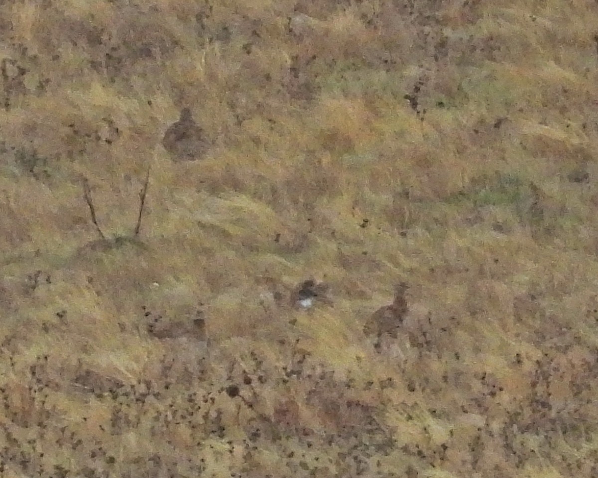 Little Bustard - ML646414490