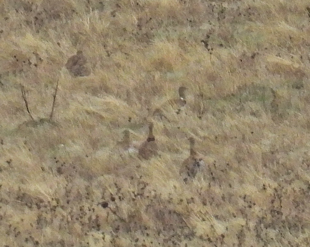 Little Bustard - ML646414491