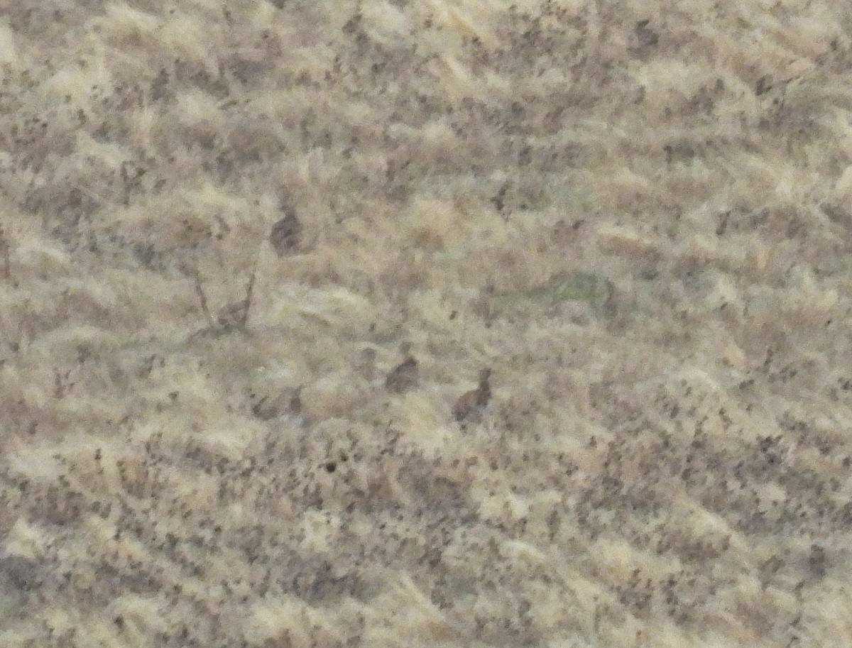 Little Bustard - ML646414492