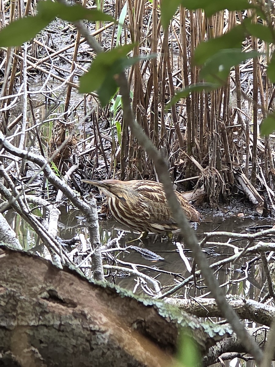 American Bittern - ML646414493
