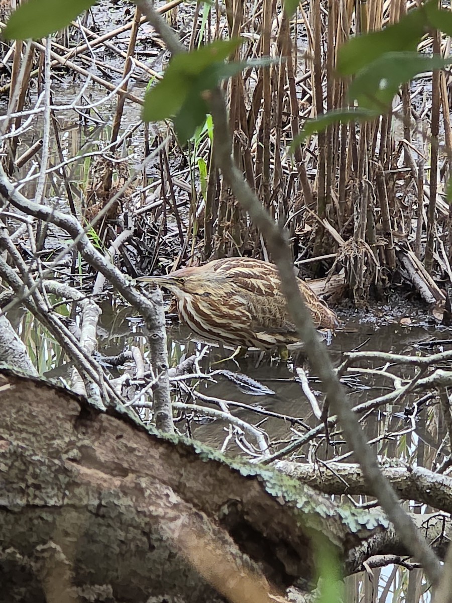 American Bittern - ML646414494