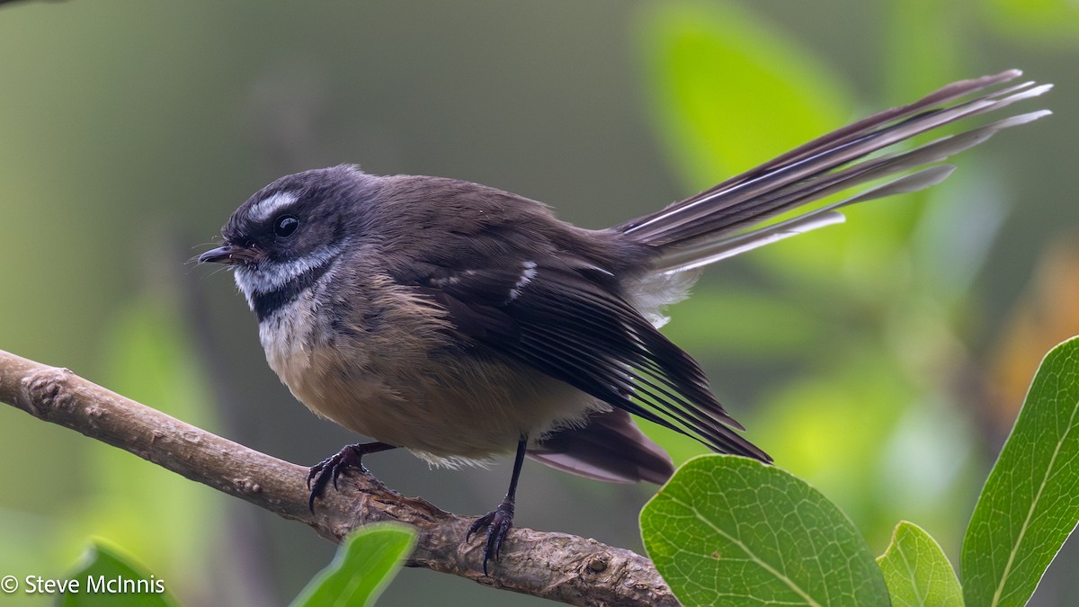 New Zealand Fantail - ML646414495