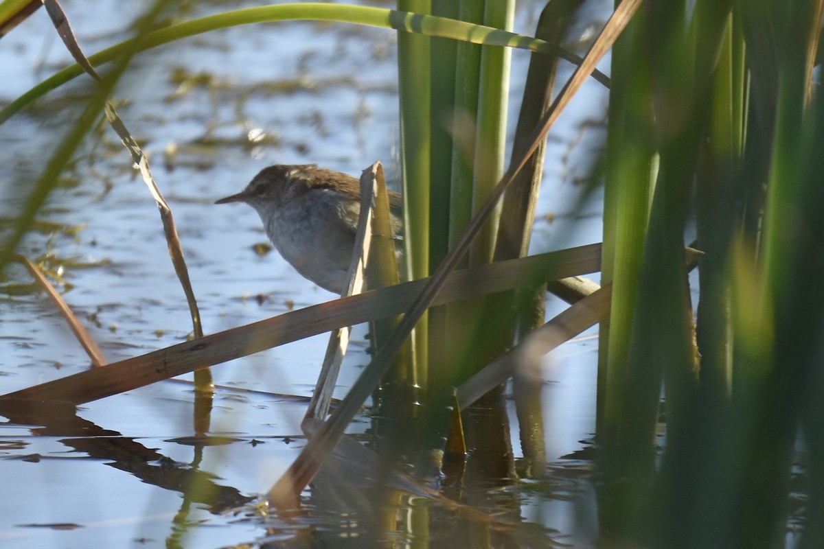 rákosník jižní - ML646414497