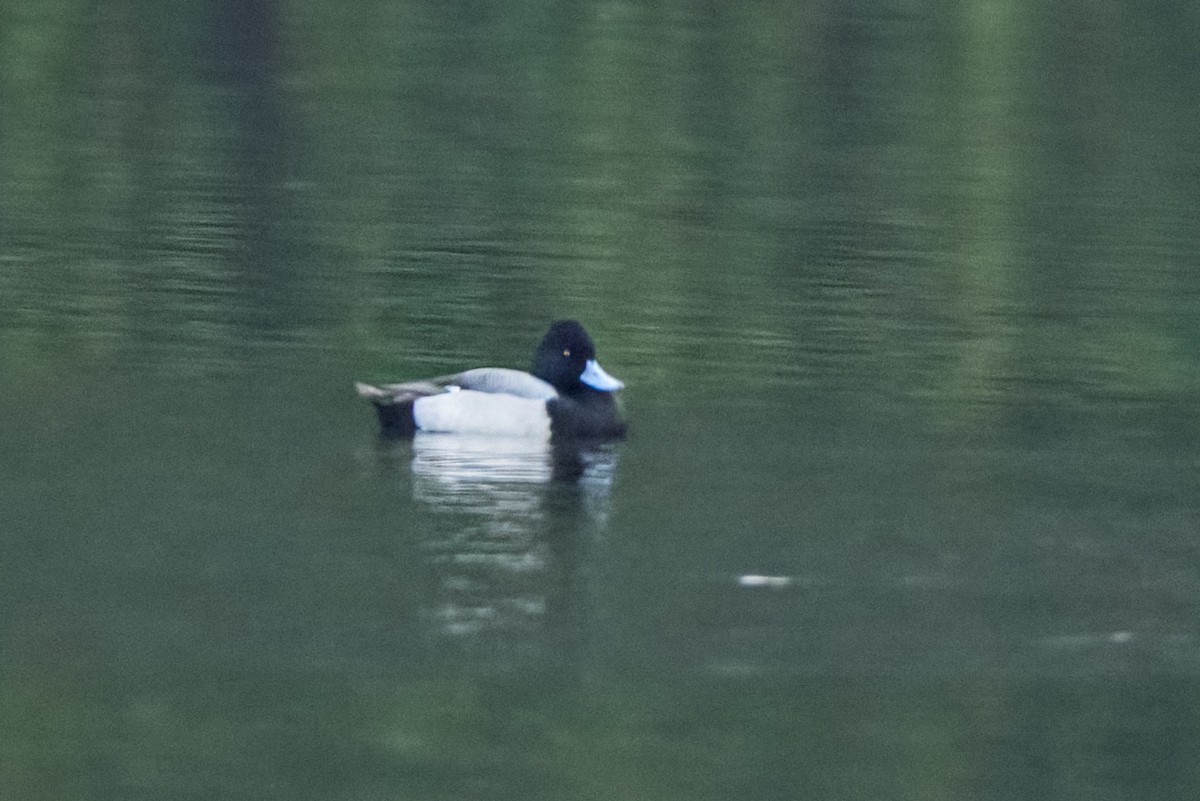 Lesser Scaup - ML646414498