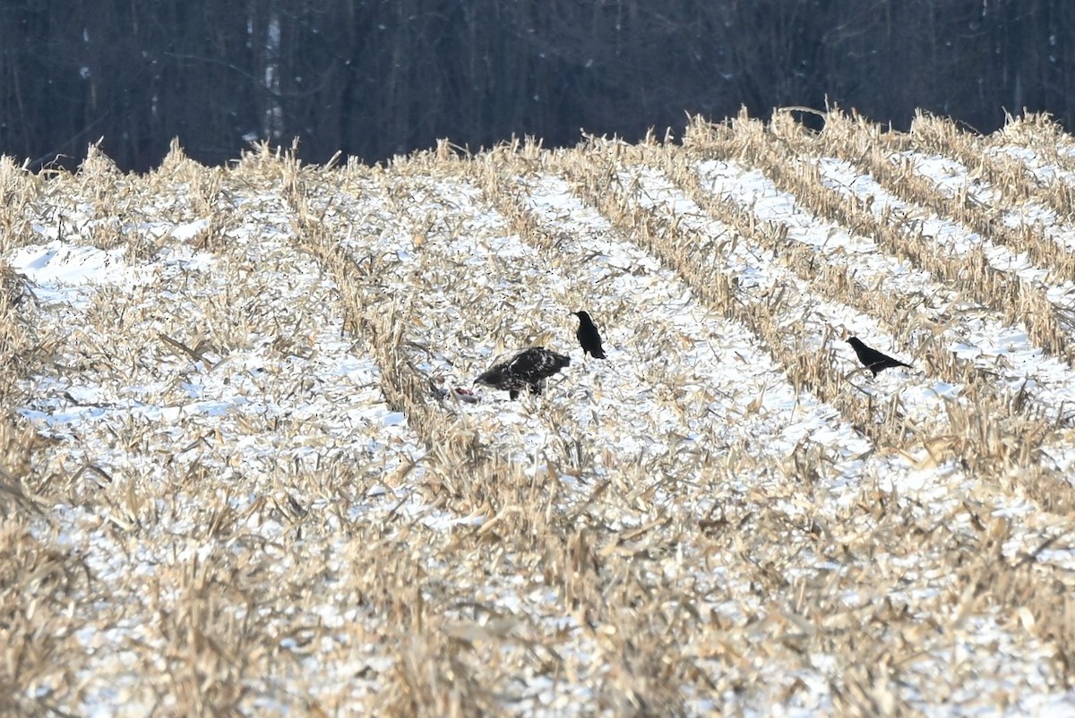 Bald Eagle - ML646414501