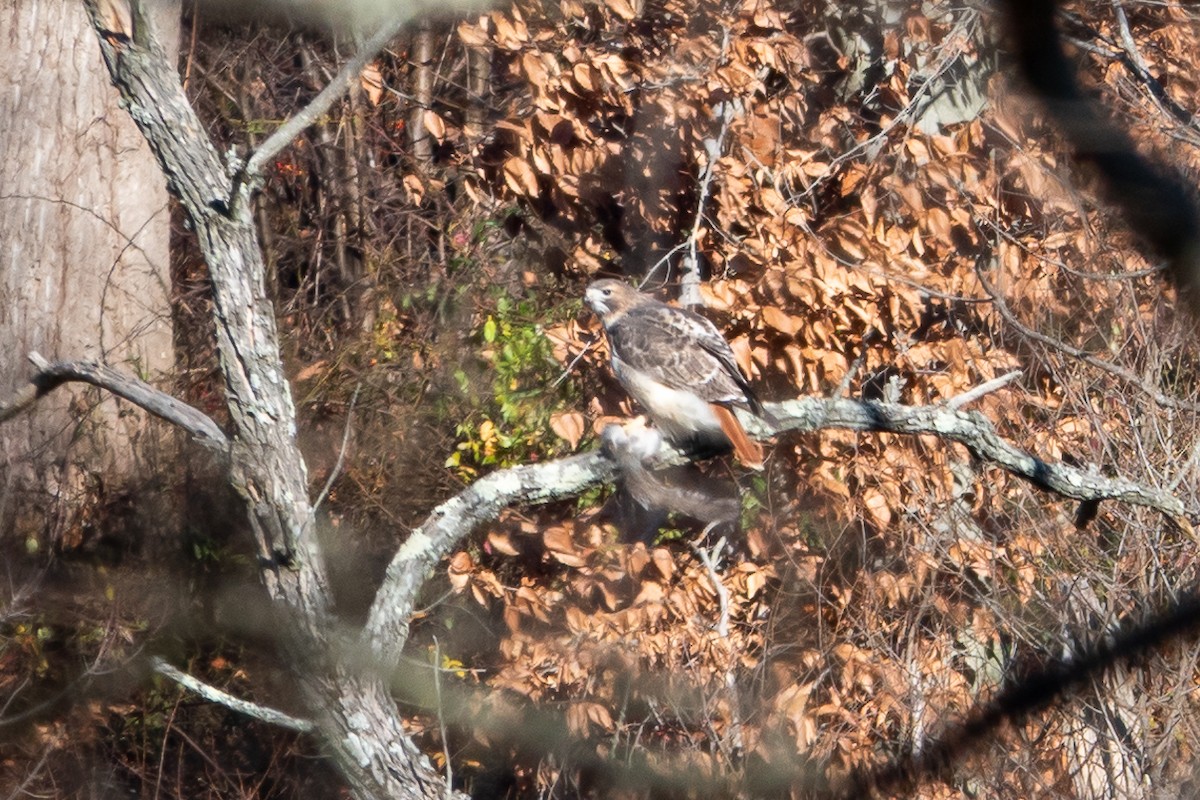 káně rudochvostá - ML646414505