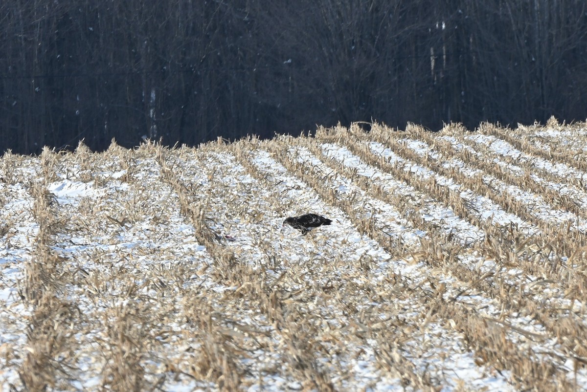 Bald Eagle - ML646414507