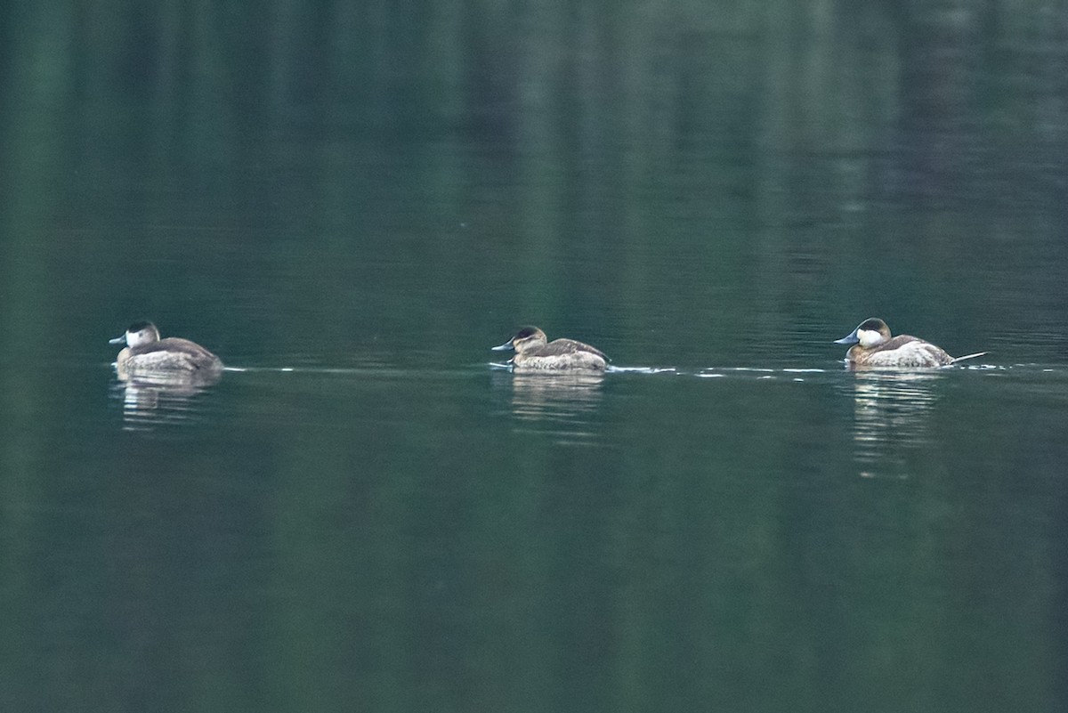 Schwarzkopf-Ruderente - ML646414508