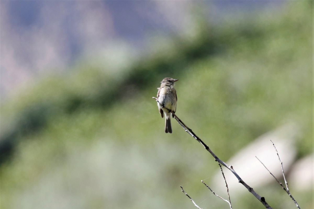 Dusky Flycatcher - David McQuade