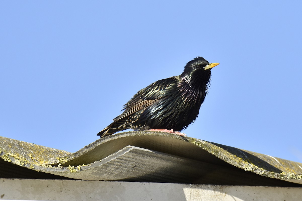 špaček obecný - ML646414510