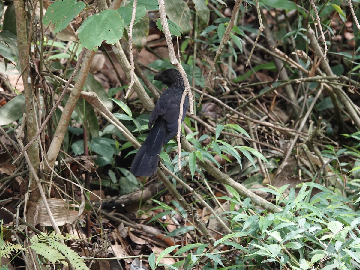 Smooth-billed Ani - ML646414511