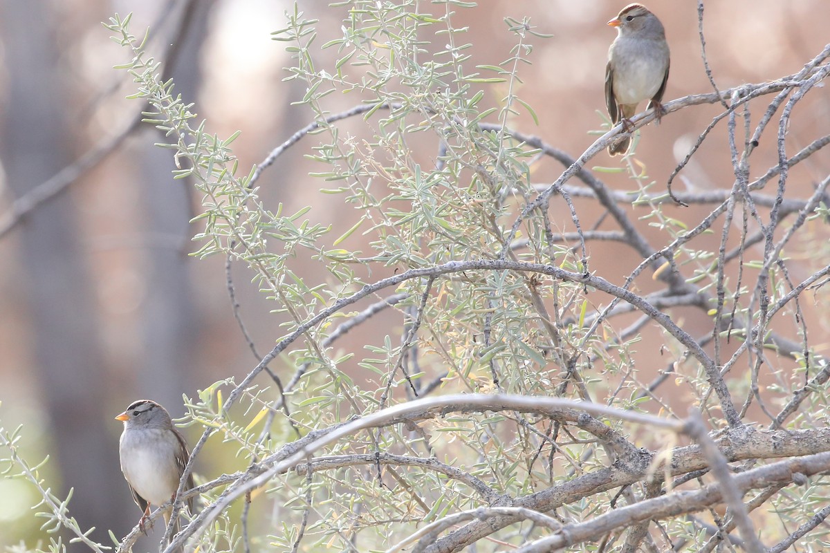 White-crowned Sparrow (Gambel's) - ML646414513