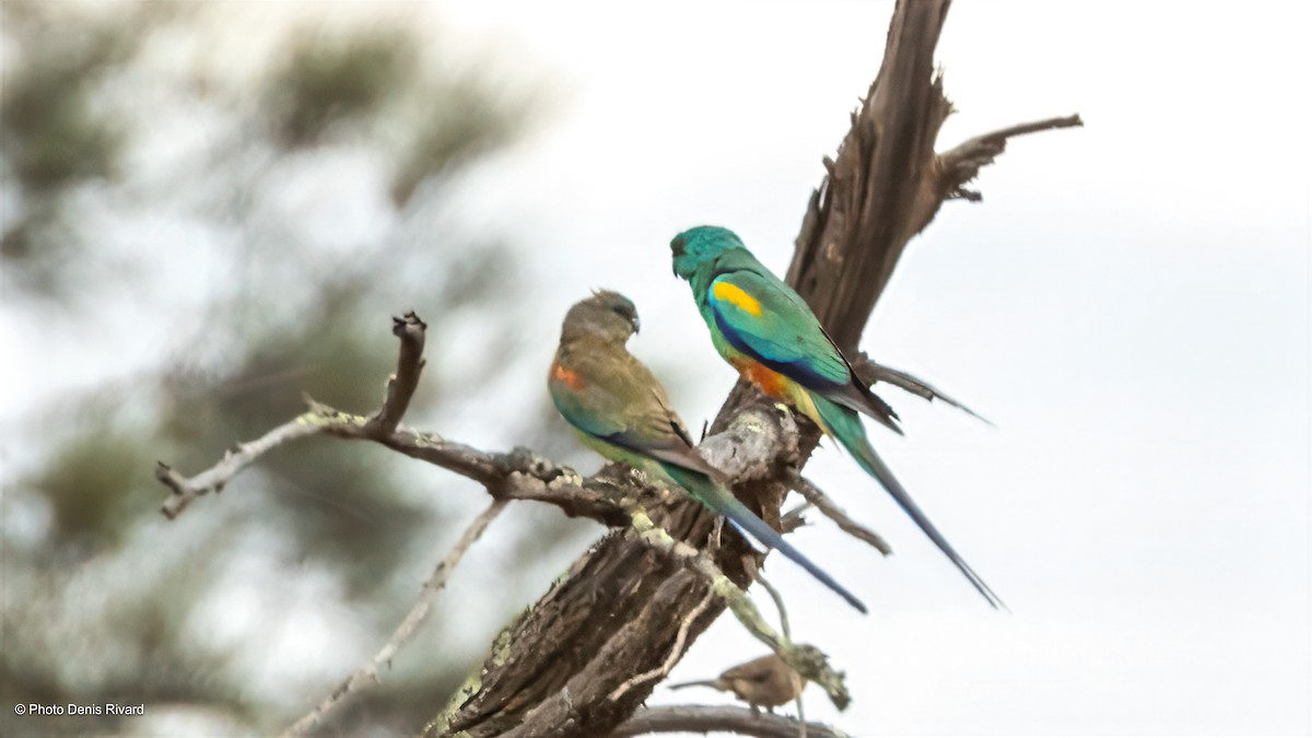 Mulga Parrot - ML646414514