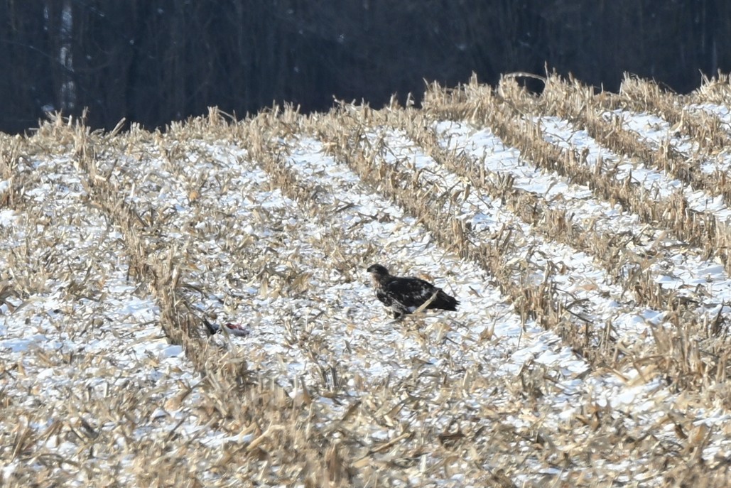 Bald Eagle - ML646414516