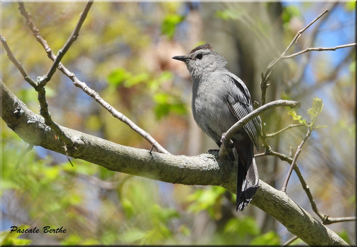 Moqueur chat - ML646414517