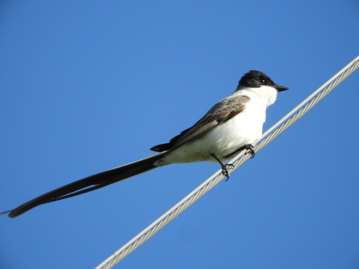 Fork-tailed Flycatcher - ML646414519