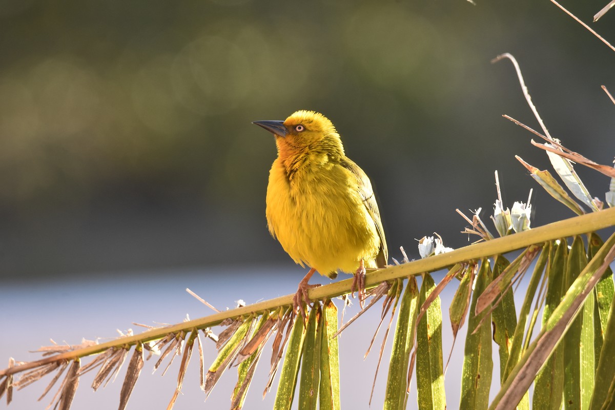 Cape Weaver - ML646414520