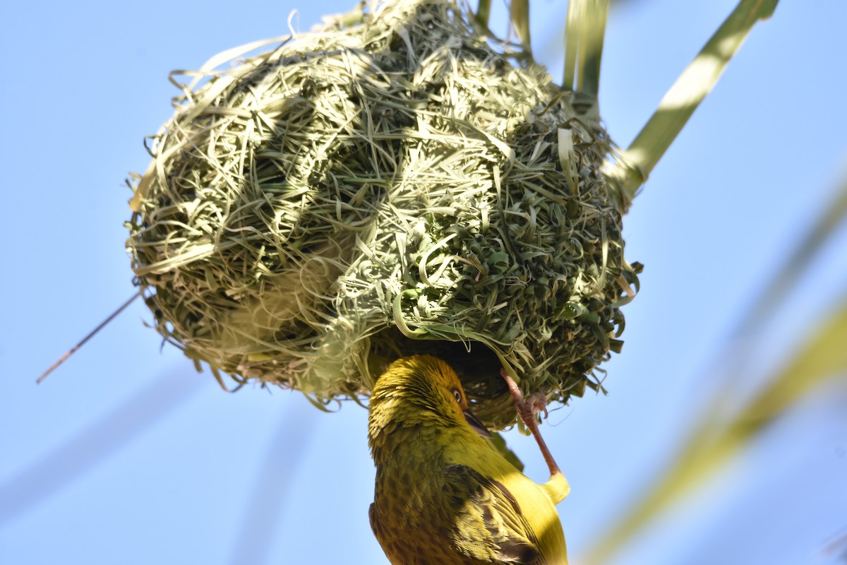 Cape Weaver - ML646414521