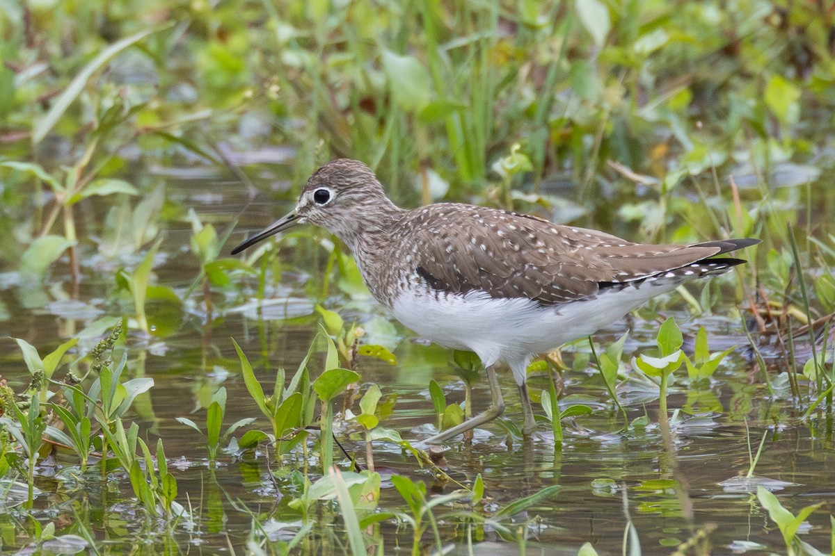 Solitary Sandpiper - ML646414523