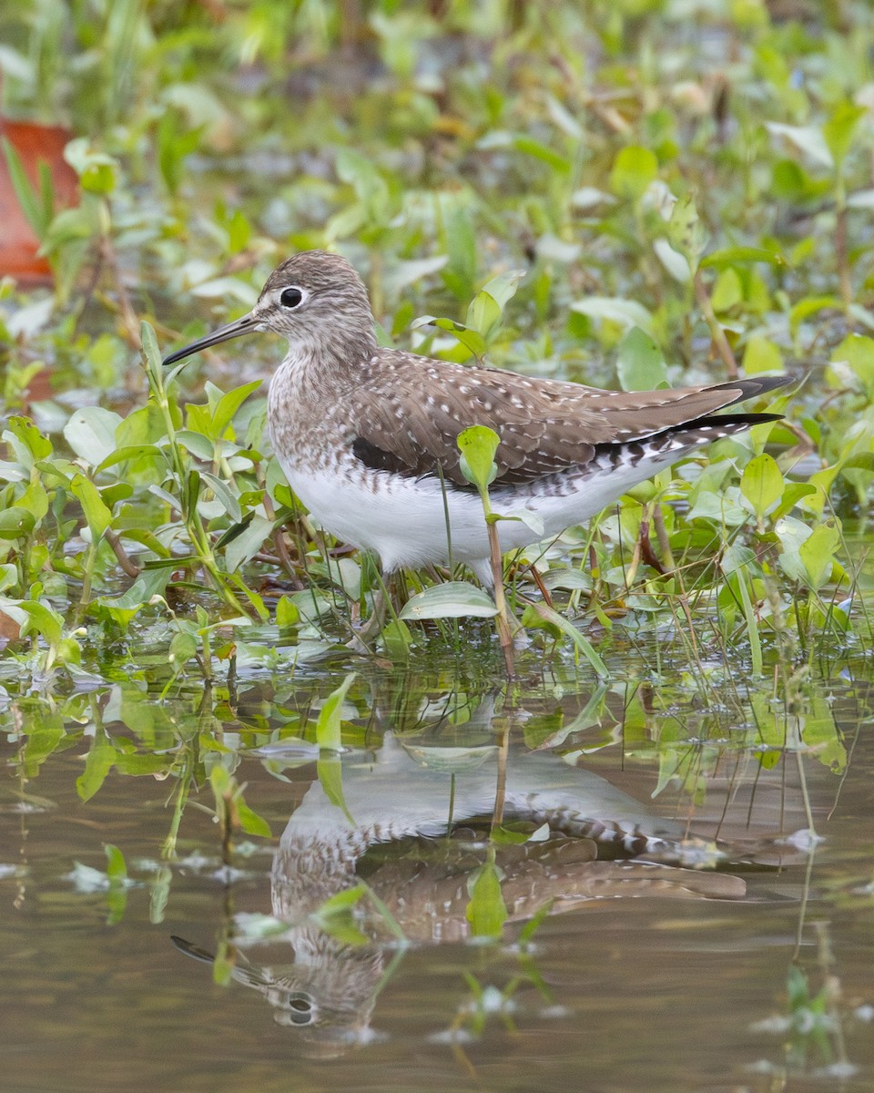 Solitary Sandpiper - ML646414524