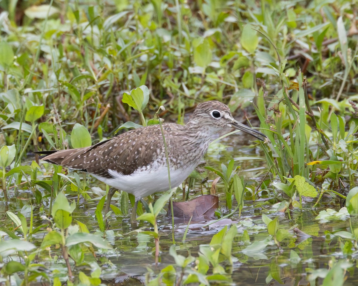 Solitary Sandpiper - ML646414525