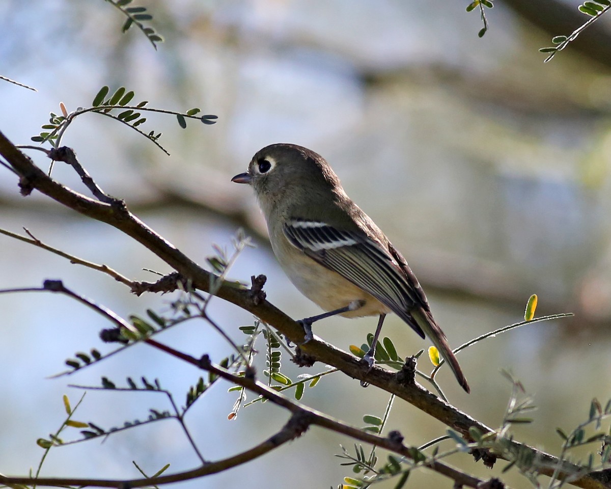 Hutton's Vireo - ML646414527