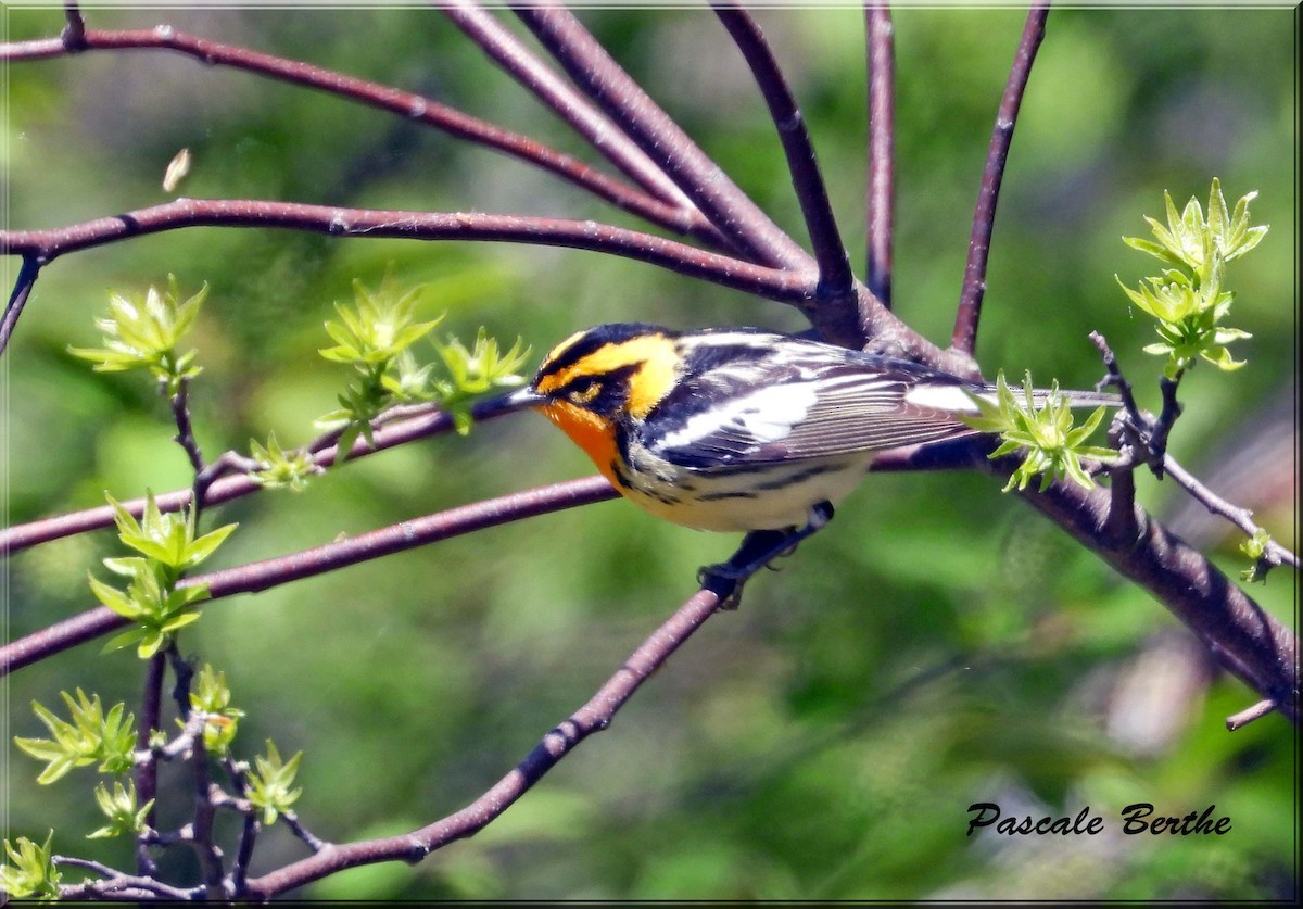 Paruline à gorge orangée - ML646414528