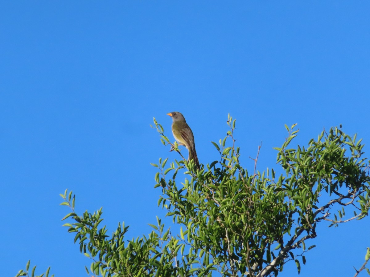 Great Pampa-Finch - ML646414530