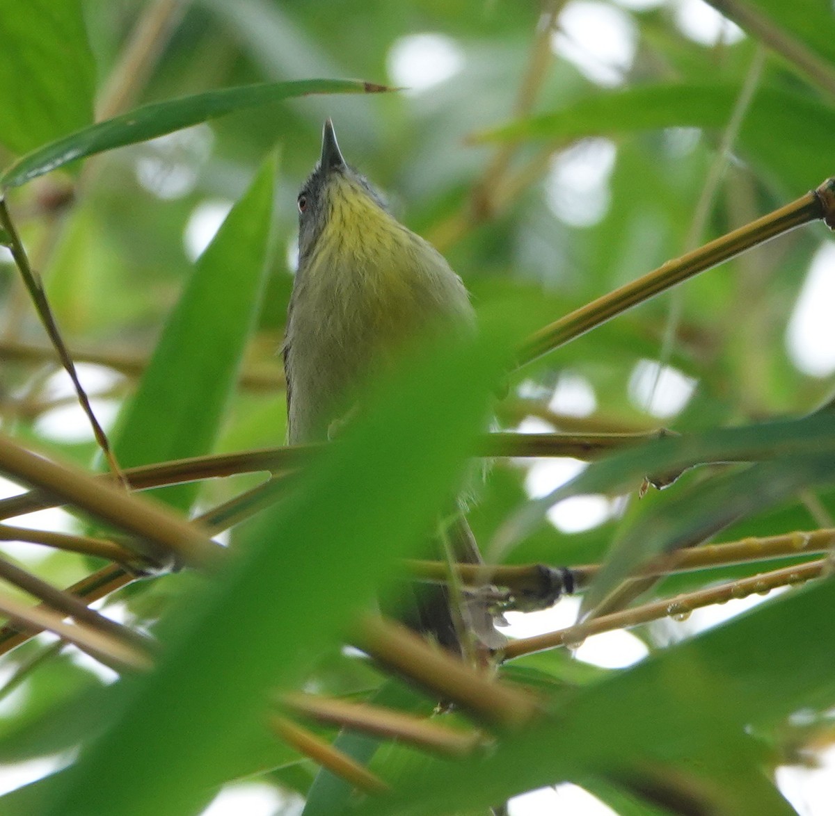 Palawan Babbler - ML646414531