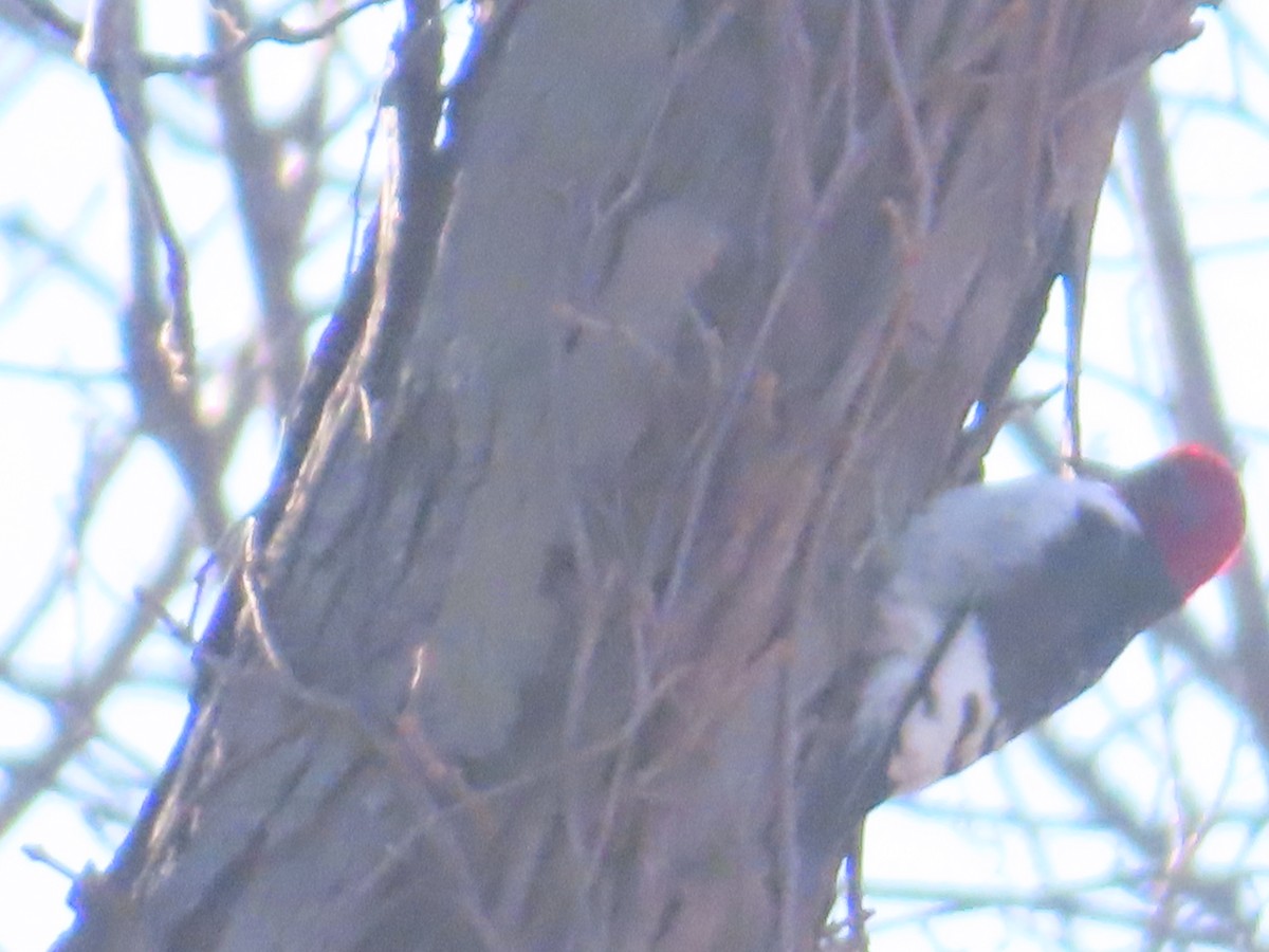 Carpintero Cabecirrojo - ML646414532