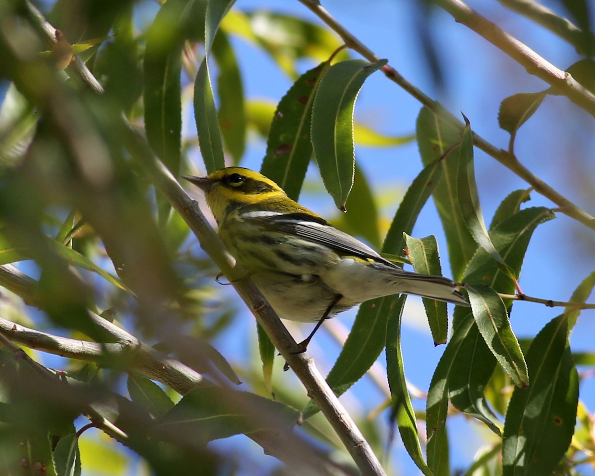 Townsend's Warbler - ML646414533