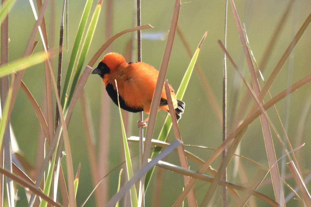 snovač červený - ML646414534