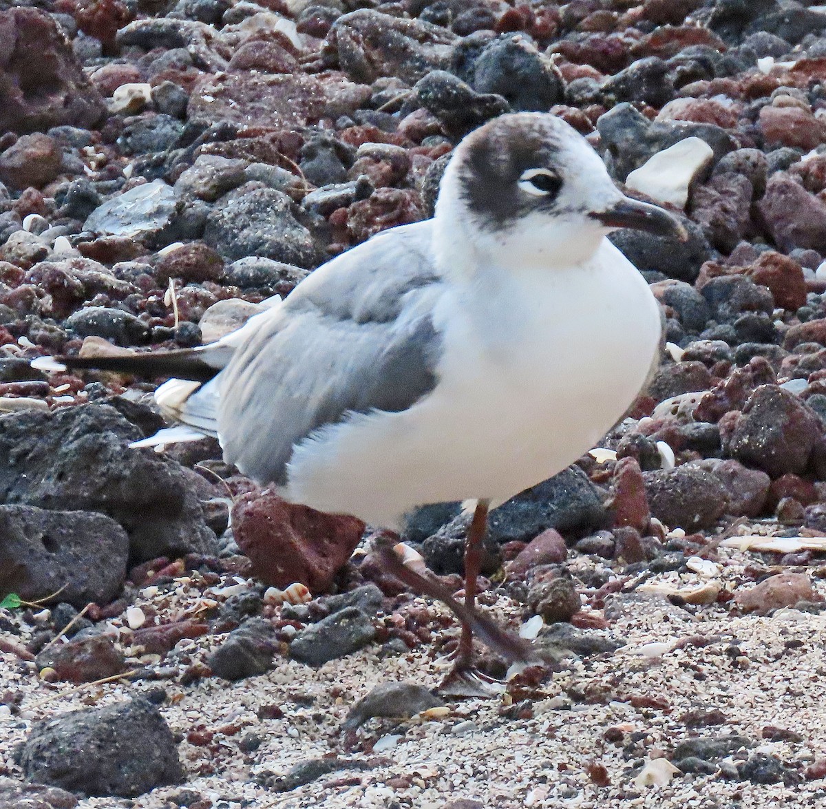 Gaviota Pipizcan - ML646414538