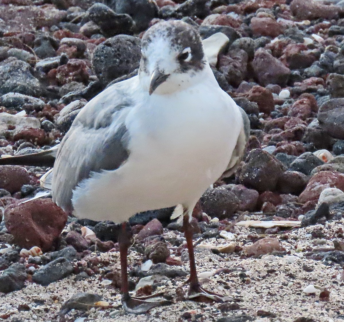 Gaviota Pipizcan - ML646414539