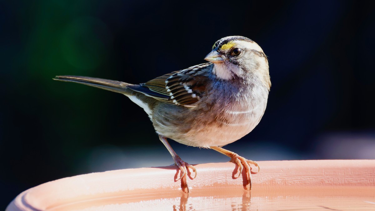 strnadec bělohrdlý - ML646414540