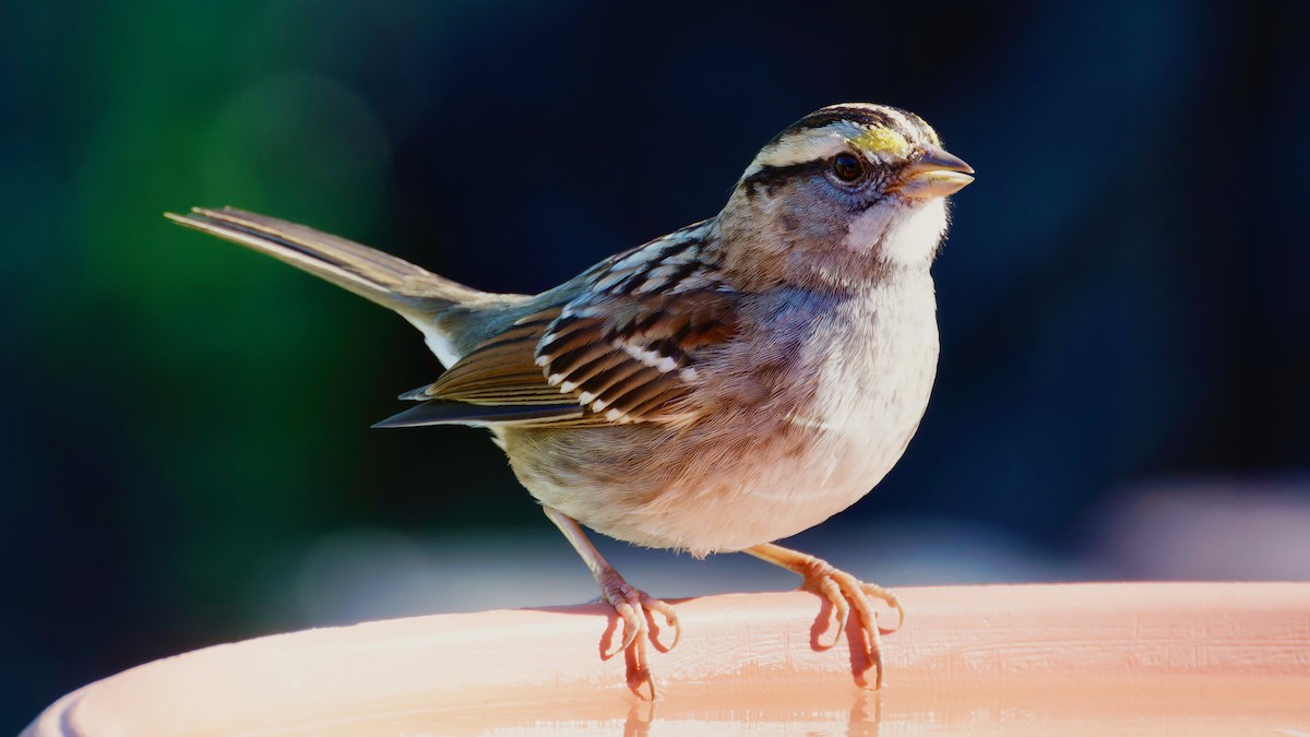 strnadec bělohrdlý - ML646414541