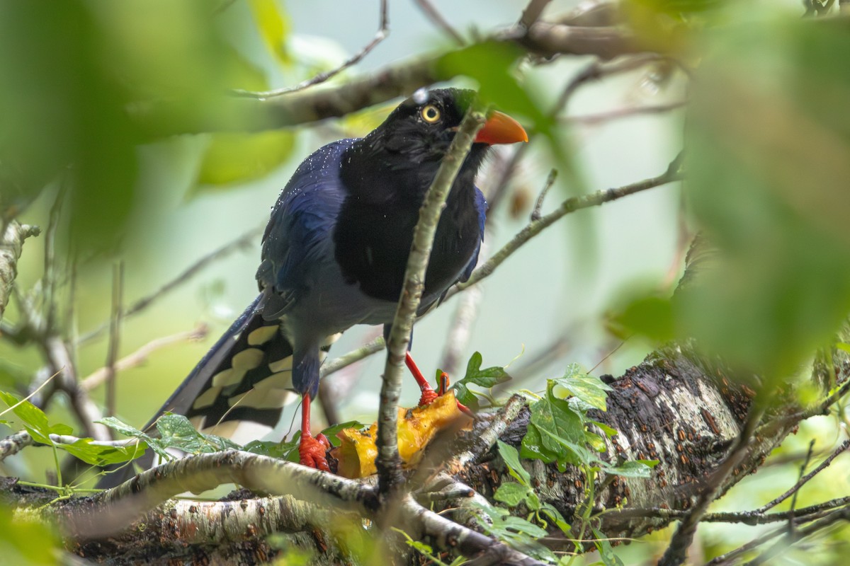 臺灣藍鵲 - ML646414543