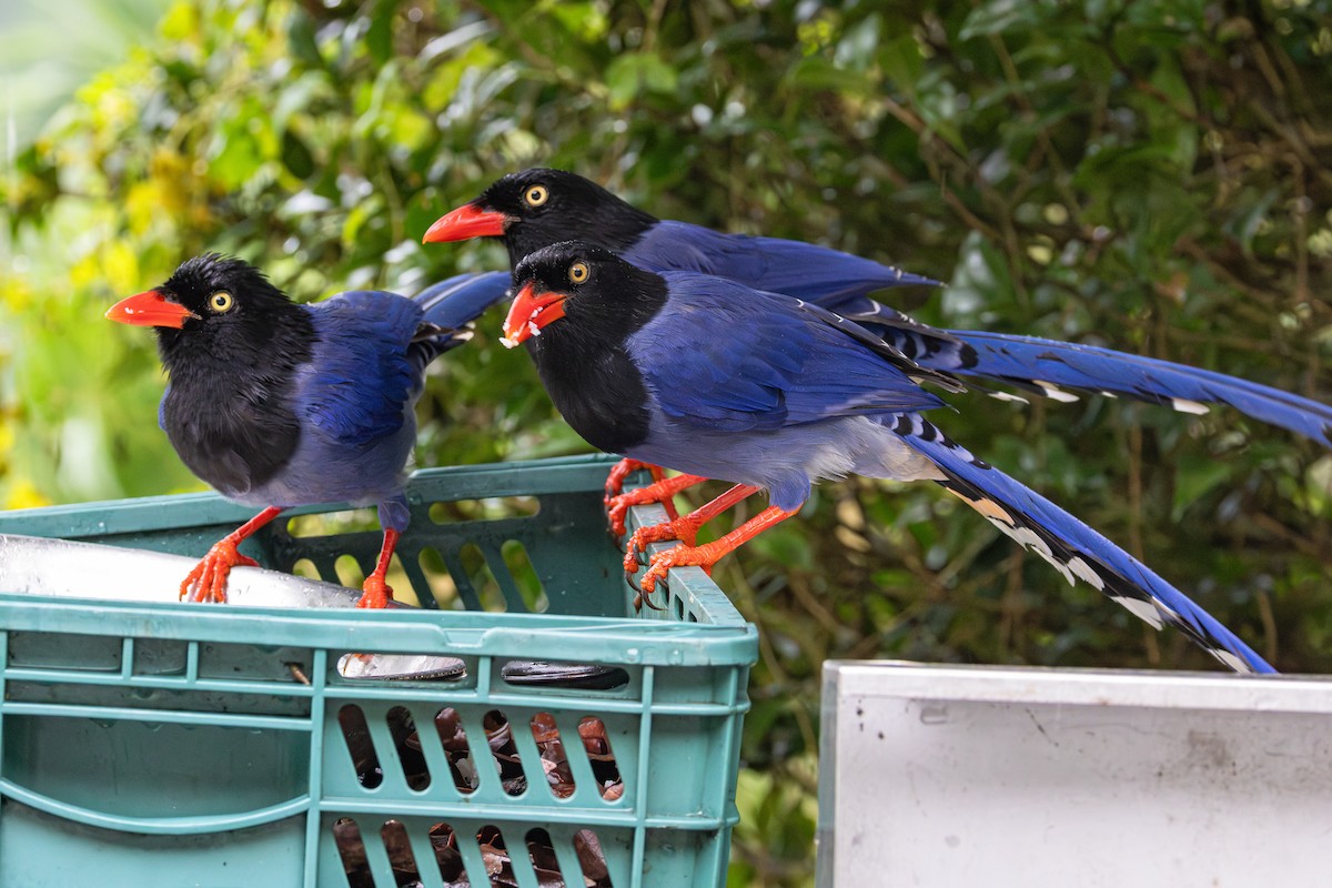 臺灣藍鵲 - ML646414544