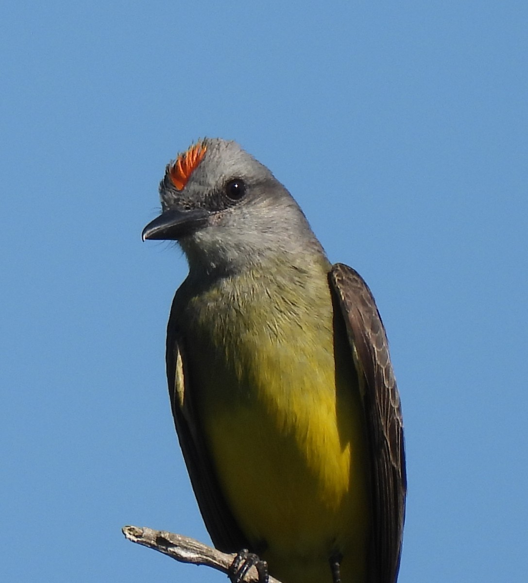 Tropical Kingbird - ML646414545