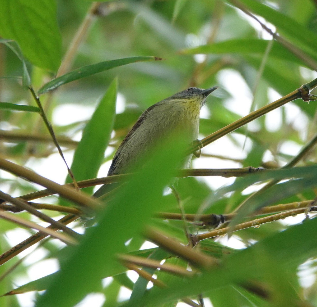 Palawan Babbler - ML646414546