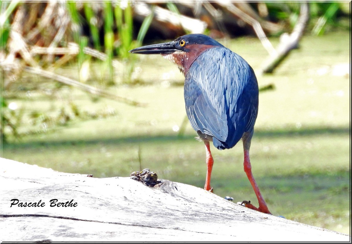 Green Heron - ML646414547