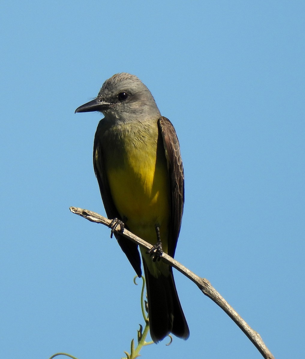Tropical Kingbird - ML646414550