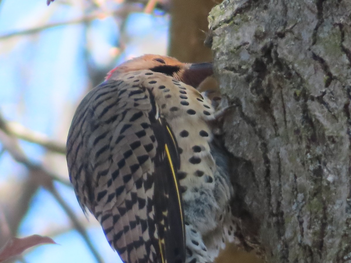 Carpintero Escapulario - ML646414551