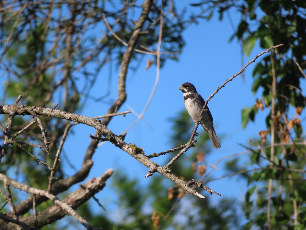 Double-collared Seedeater - ML646414554