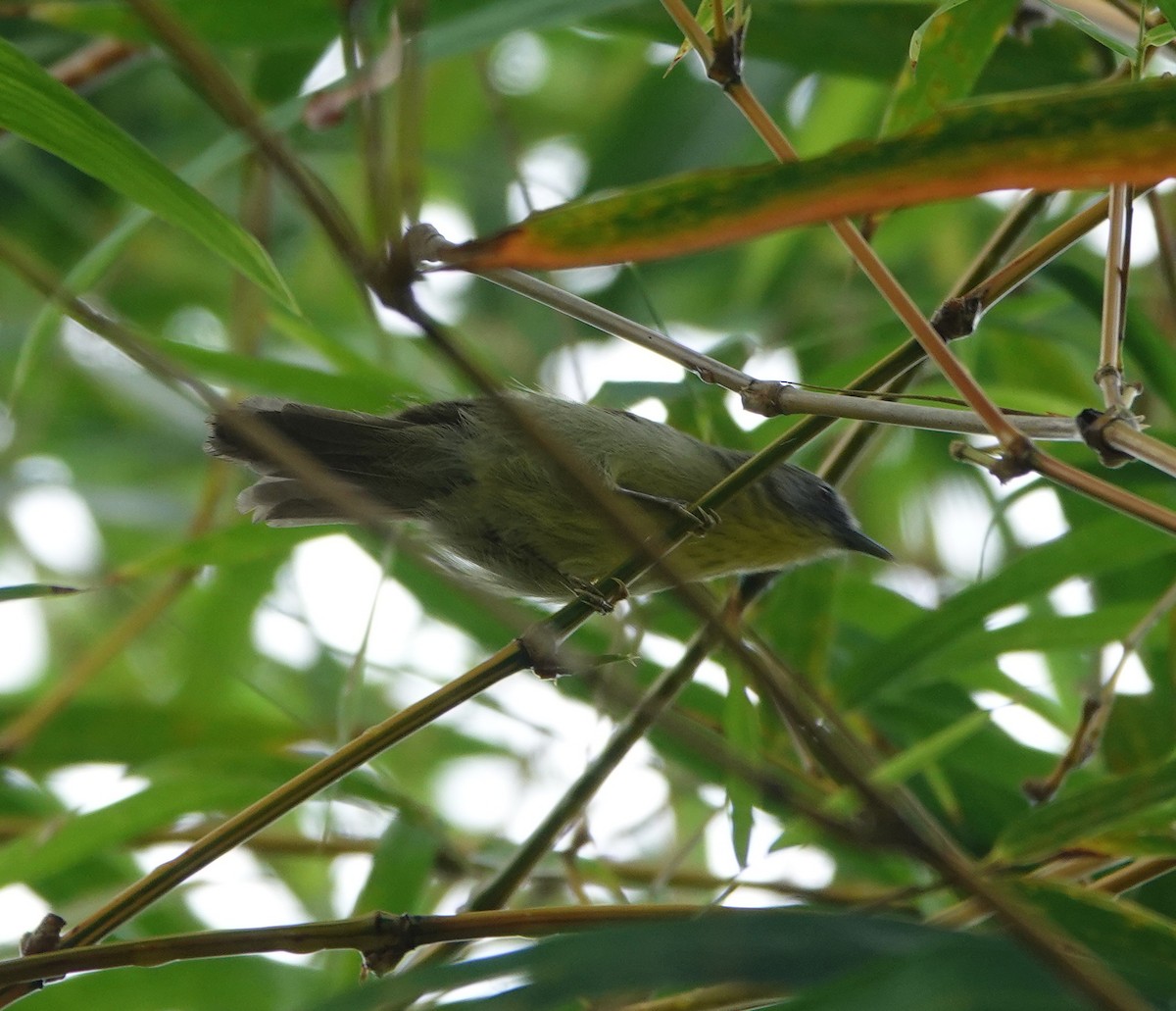 Palawan Babbler - ML646414560