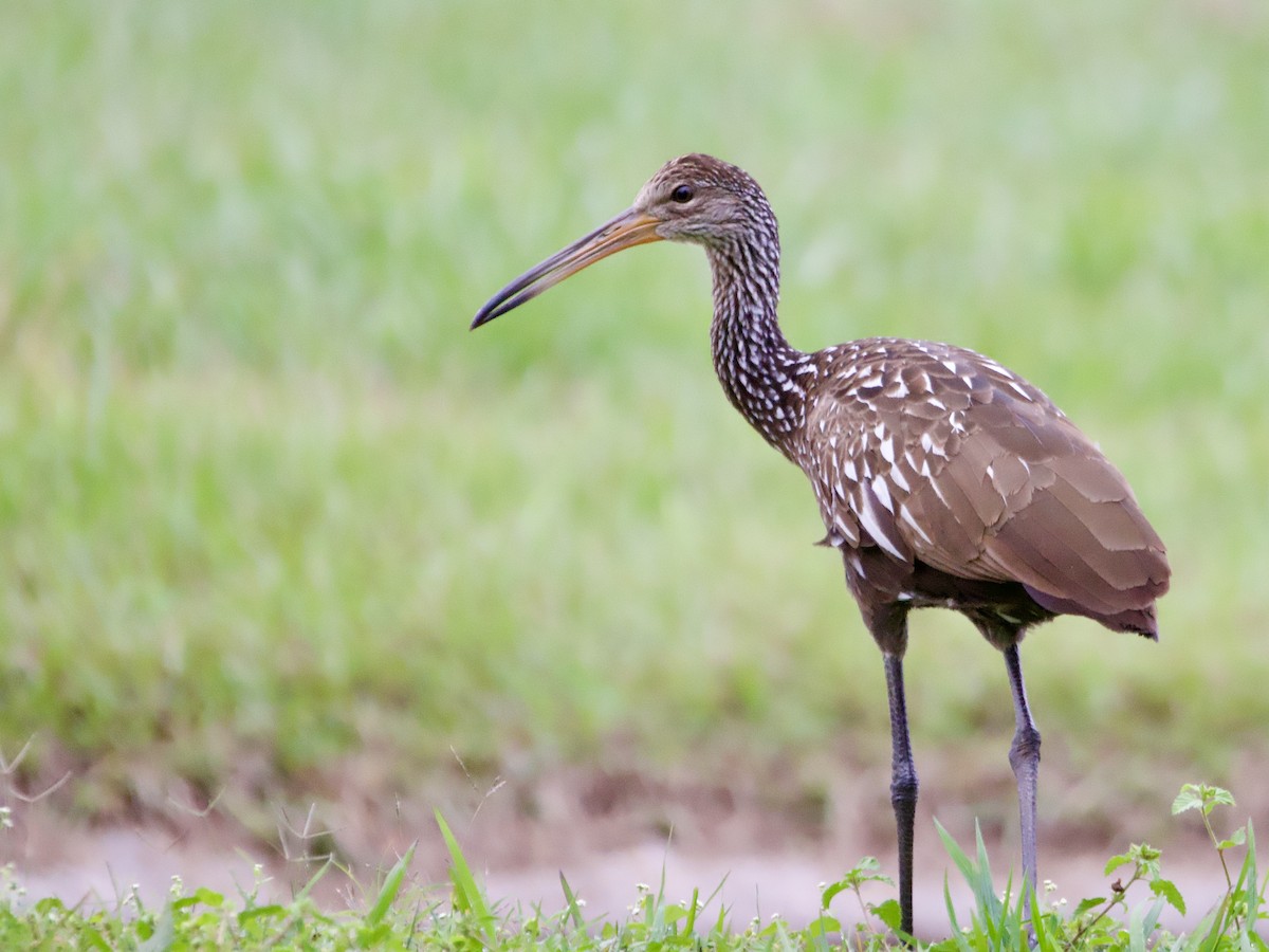 Courlan brun - ML646414563