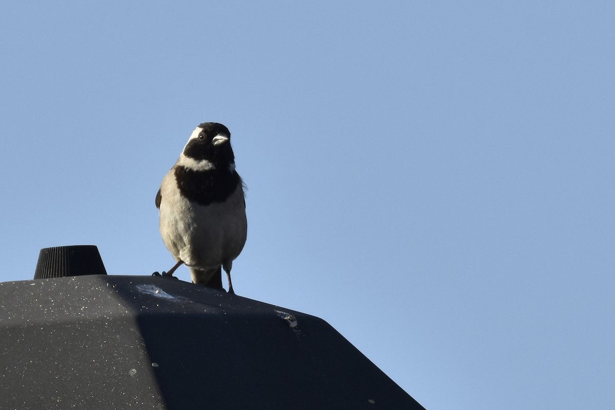 vrabec kapský - ML646414564