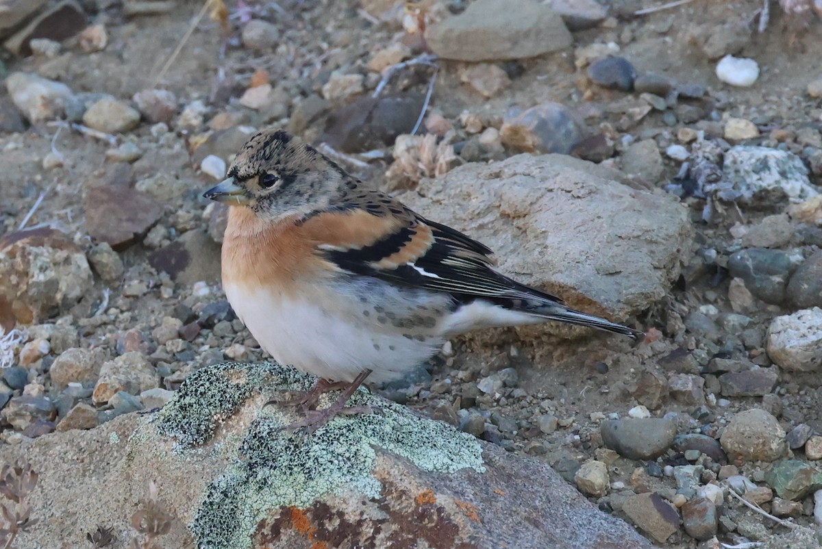 pěnkava jikavec - ML646414565