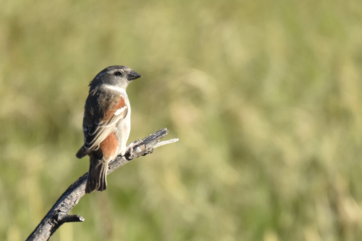 vrabec kapský - ML646414566