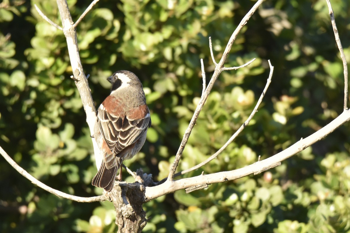 vrabec kapský - ML646414567